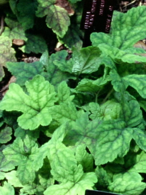 Tiarella Black Snowflake